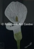 Pure White Lily by Lorraine Garnett