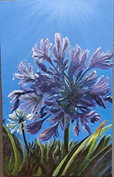 Agapanthus by Margaret Choat